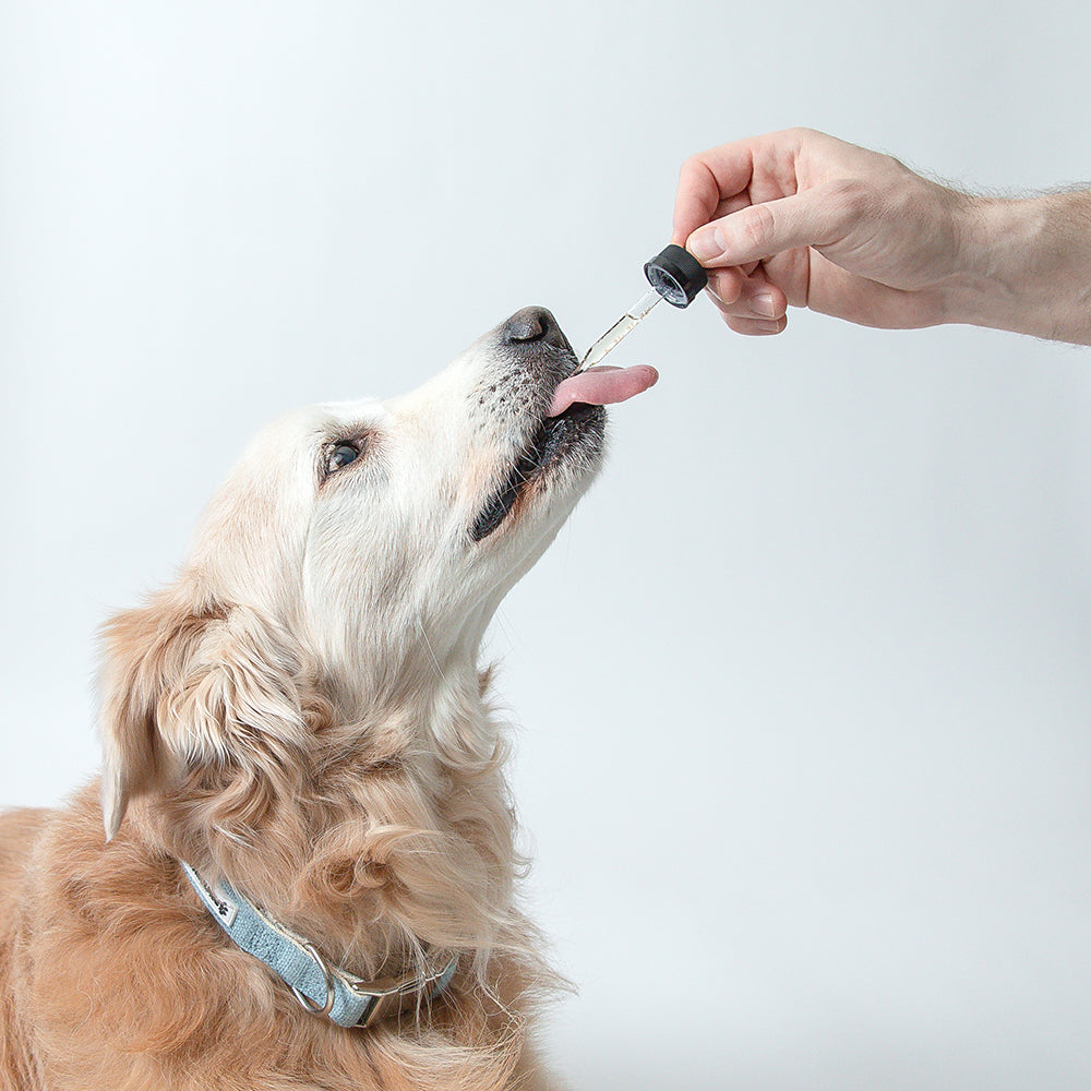 PawDaily X-Large (3150 mg)